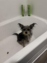 Found/Stray Male Dog last seen Van buren dysart, Avondale, AZ 85323