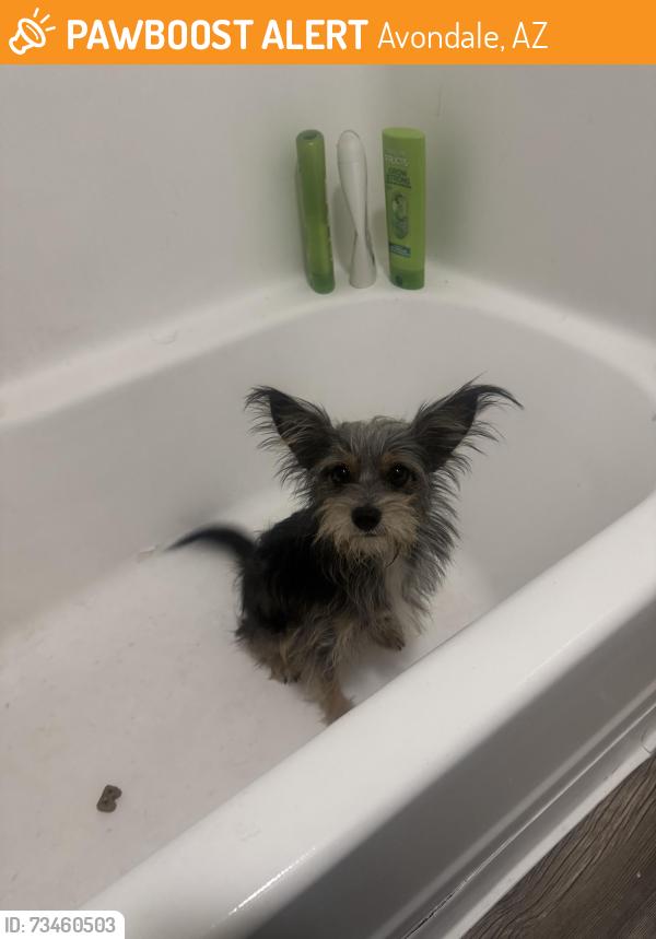 Found/Stray Male Dog last seen Van buren dysart, Avondale, AZ 85323