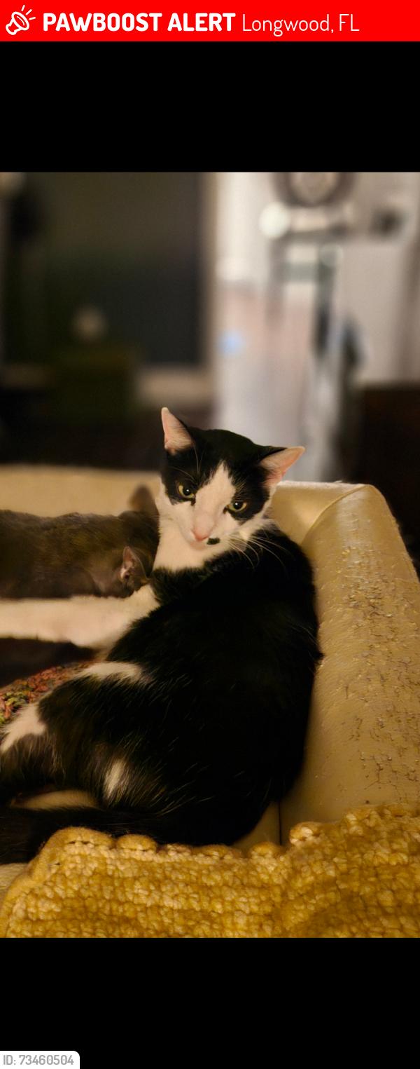 Lost Male Cat last seen Springs Blvd and Primrose Drive Longwood FL, Longwood, FL 32779