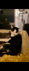 Lost Male Cat last seen Springs Blvd and Primrose Drive Longwood FL, Longwood, FL 32779