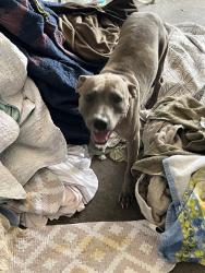 Found/Stray Female Dog last seen Applewood Ave in Spring Oaks subdivision, Altamonte Springs, FL 32714