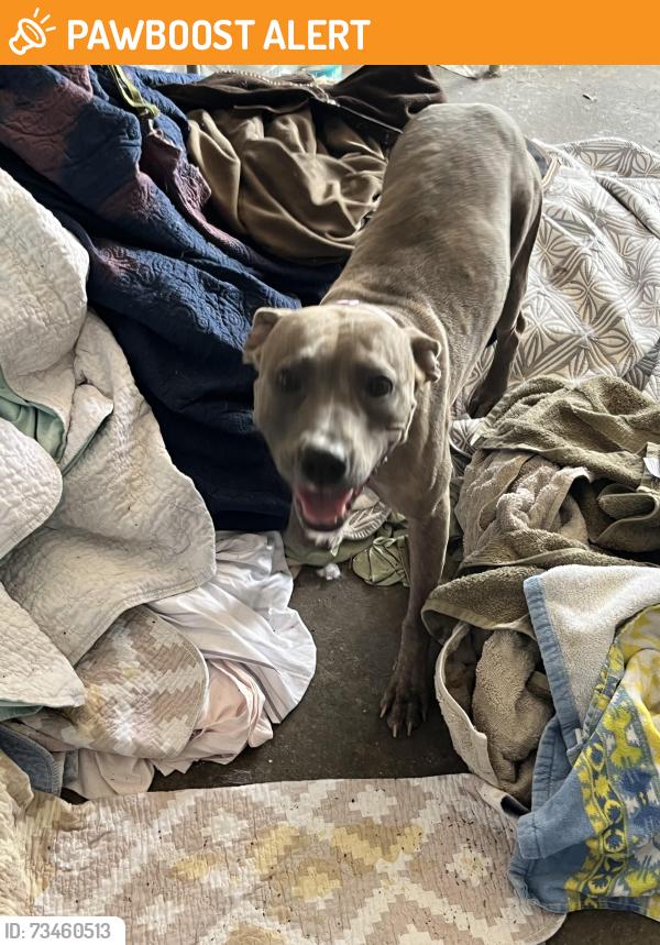 Found/Stray Female Dog last seen Applewood Ave in Spring Oaks subdivision, Altamonte Springs, FL 32714