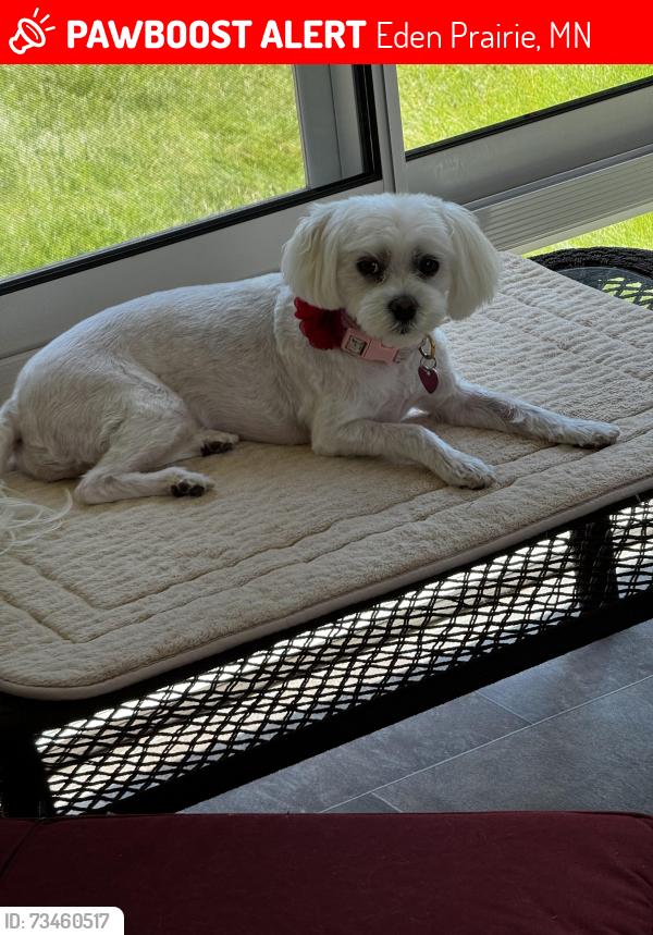 Lost Female Dog last seen Pioneer Trail and Mitchell Road, Eden Prairie, MN 55347