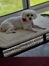 Lost Female Dog last seen Pioneer Trail and Mitchell Road, Eden Prairie, MN 55347
