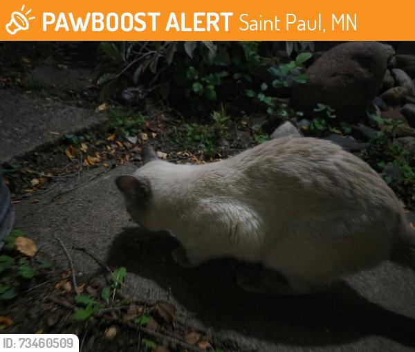 Found/Stray Unknown Cat last seen Near Metro State University. 5th St and Cypress exact crossroads, Saint Paul, MN 55106