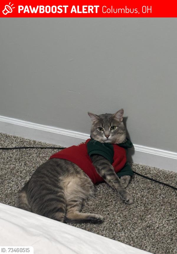 Lost Male Cat last seen On Oakwood Ave, Columbus, OH 43206