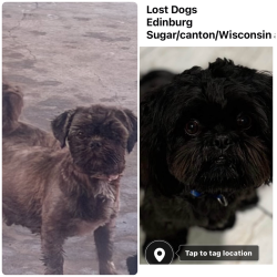 Lost Male Dog last seen Wisconsin and canton by sugar, Edinburg, TX 78539