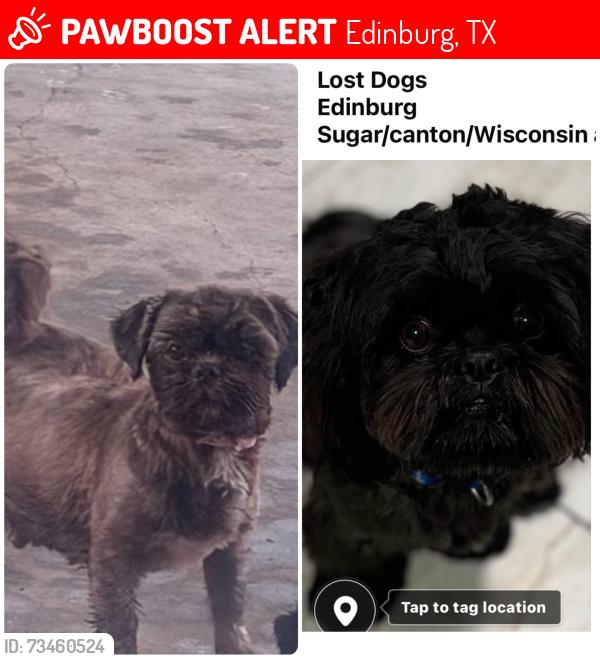Lost Male Dog last seen Wisconsin and canton by sugar, Edinburg, TX 78539