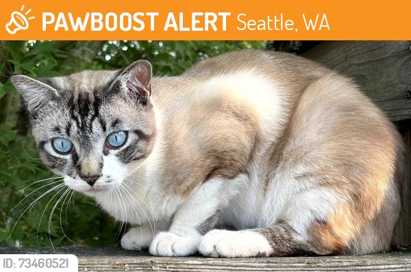 Found/Stray Male Cat last seen Adams Park, Seattle, WA 98108