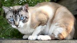 Found/Stray Male Cat last seen Adams Park, Seattle, WA 98108