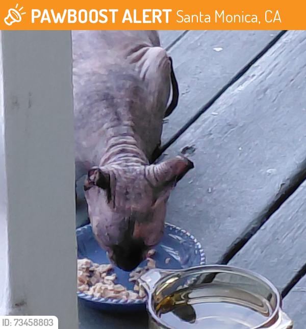 Found/Stray Unknown Cat last seen Near Cloverfield Blvd, Santa Monica, CA 90405