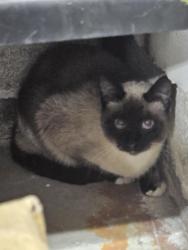 Found/Stray Unknown Cat last seen Sw obsidian, Beaverton, OR 97007