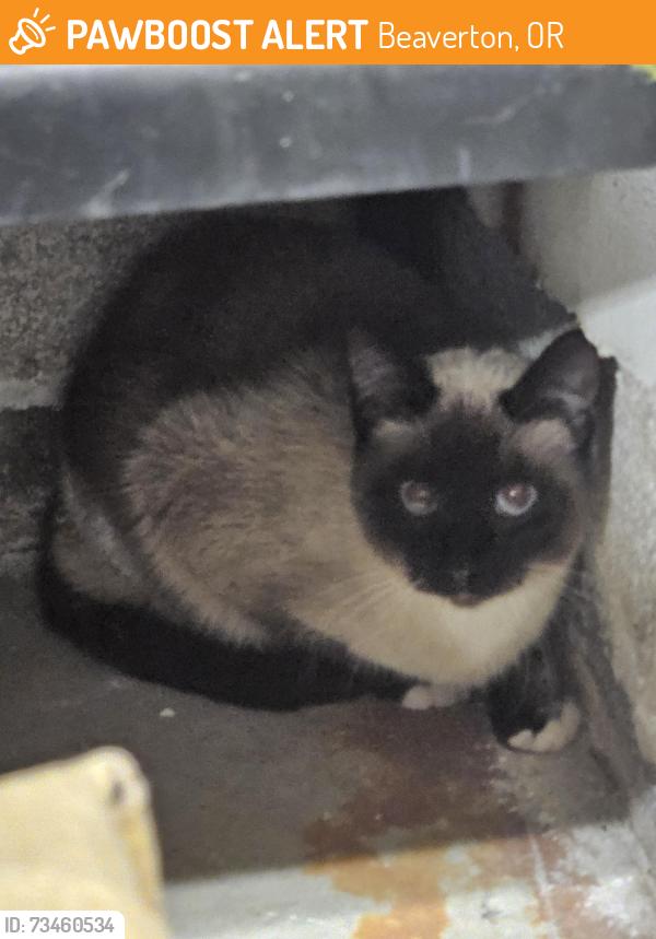 Found/Stray Unknown Cat last seen Sw obsidian, Beaverton, OR 97007