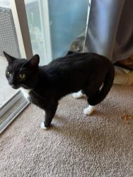 Found/Stray Unknown Cat last seen Neighborcare at Chapel Hill, Indianapolis, IN 46214