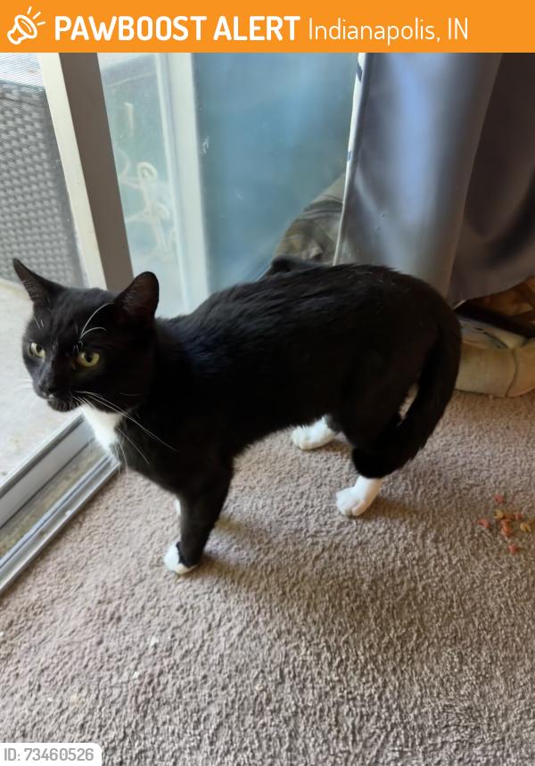 Found/Stray Unknown Cat last seen Neighborcare at Chapel Hill, Indianapolis, IN 46214