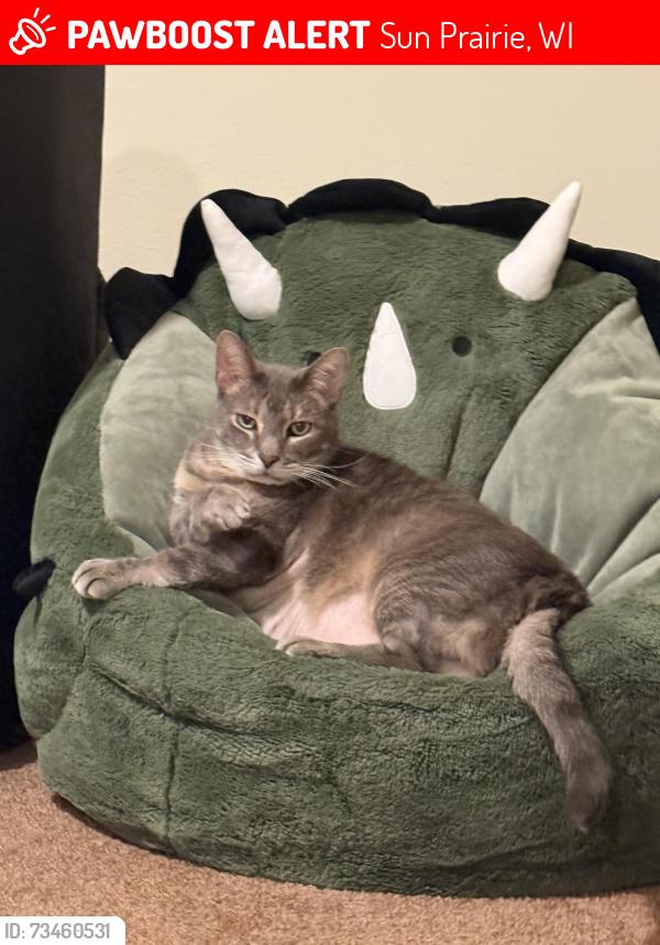 Lost Male Cat last seen Homes near Costco, Sun Prairie, WI 53590