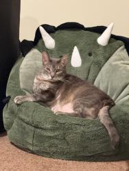 Lost Male Cat last seen Homes near Costco, Sun Prairie, WI 53590