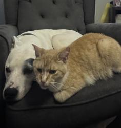 Lost Male Cat last seen Belsay, Flint, MI 48506