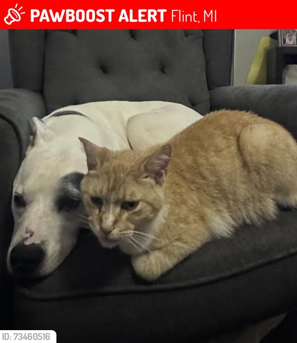 Lost Male Cat last seen Belsay, Flint, MI 48506