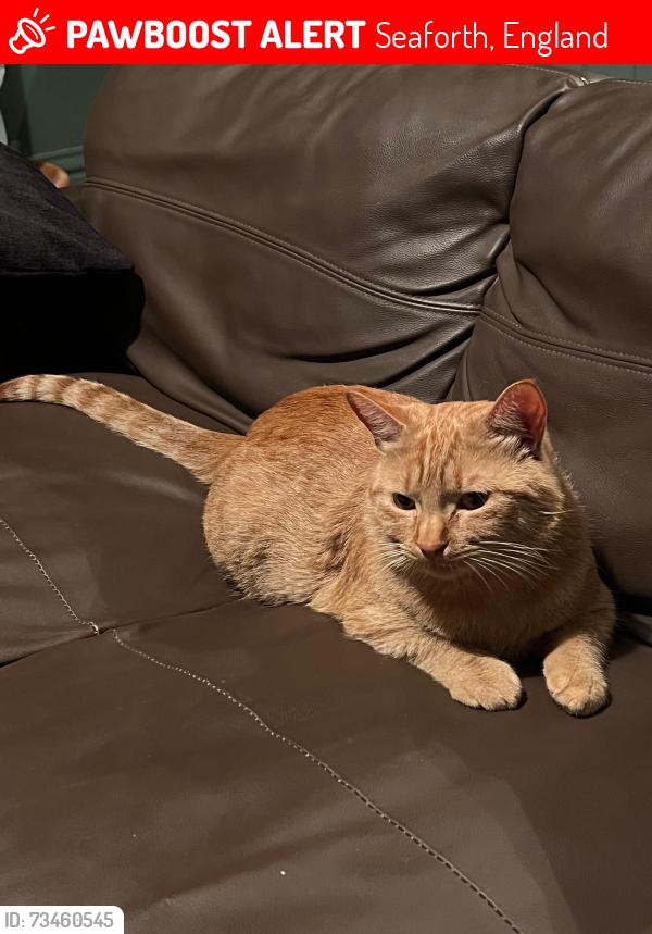 Lost Male Cat last seen Dewlands Road, Seaforth, Seaforth, England 
