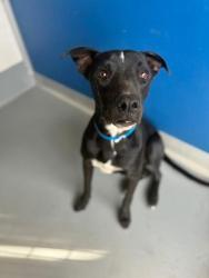 Shelter Stray Male Dog last seen Near BLOCK COUNTY LINE RD, DELANO, CA, Visalia, CA 93292, USA