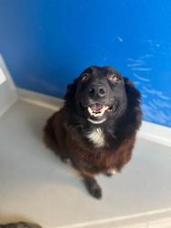 Shelter Stray Female Dog last seen Near BLOCK ROAD 176, TERRA BELLA, CA, Visalia, CA 93292, USA