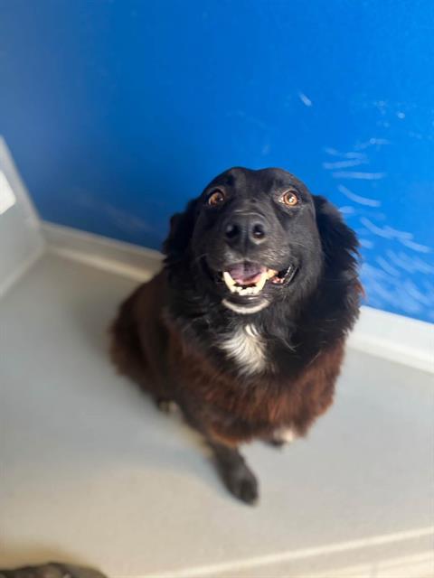 Shelter Stray Female Dog last seen Near BLOCK ROAD 176, TERRA BELLA, CA, Visalia, CA 93292, USA