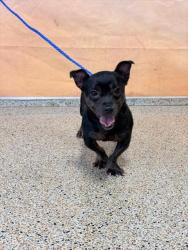 Shelter Stray Male Dog last seen Near BLOCK W 79 PL, 3599 NW 79th Ave, Doral, FL 33122, USA