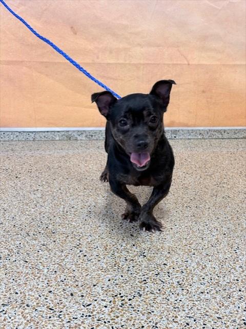 Shelter Stray Male Dog last seen Near BLOCK W 79 PL, 3599 NW 79th Ave, Doral, FL 33122, USA