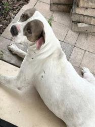 Shelter Stray Male Dog last seen OHAYO MOUNTAIN RD & GRAYS AIRPORT RD LADY LAKE, 12280 County Rd 448, Tavares, FL 32778, USA