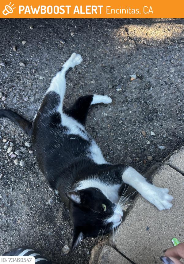 Found/Stray Unknown Cat last seen Requeza, Encinitas, CA 92024