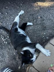 Found/Stray Unknown Cat last seen Requeza, Encinitas, CA 92024
