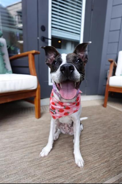 Shelter Stray Female Dog last seen CHARLOTTE, 8315 Byrum Dr, Charlotte, NC 28217, USA