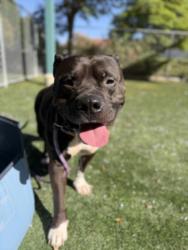 Shelter Stray Male Dog last seen , West Valley Animal Shelter, 20655 Plummer St, Chatsworth, CA 91311, USA