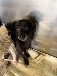 Shelter Stray Male Dog last seen , 1850 W 60th St, Los Angeles, CA 90047, USA