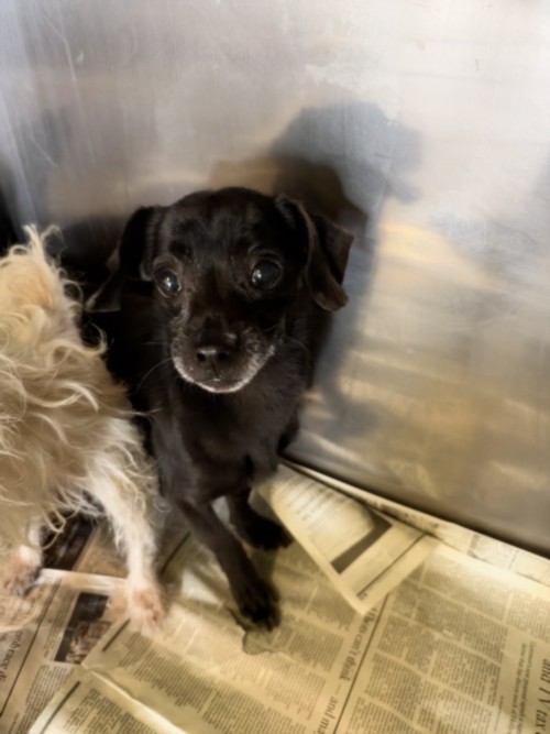 Shelter Stray Male Dog last seen , 1850 W 60th St, Los Angeles, CA 90047, USA