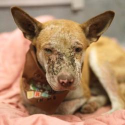 Shelter Stray Male Dog last seen Near BLOCK W COMMERCE, 4710 TX-151, San Antonio, TX 78227, USA
