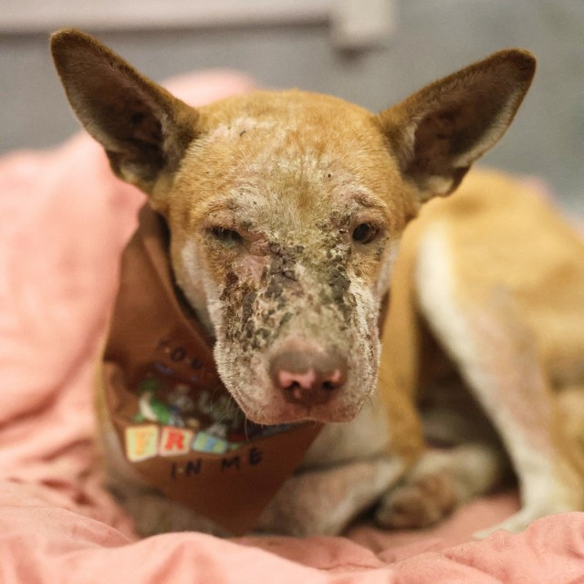 Shelter Stray Male Dog last seen Near BLOCK W COMMERCE, 4710 TX-151, San Antonio, TX 78227, USA