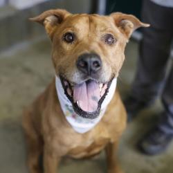 Shelter Stray Male Dog last seen Near BLOCK KATE SCHENCK AVE, 4710 TX-151, San Antonio, TX 78227, USA