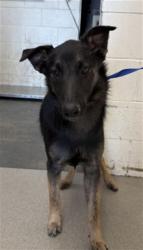 Shelter Stray Male Dog last seen Near BLOCK N 4TH ST, 333 Chandler Pl, San Bernardino, CA 92408, USA