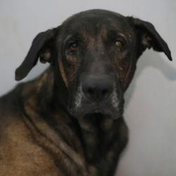 Shelter Stray Male Dog last seen CARNATION, 4710 TX-151, San Antonio, TX 78227, USA