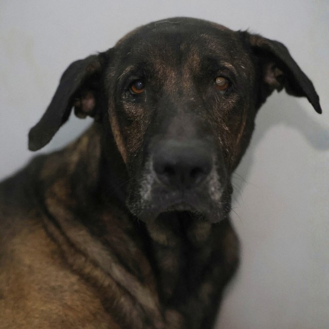 Shelter Stray Male Dog last seen CARNATION, 4710 TX-151, San Antonio, TX 78227, USA