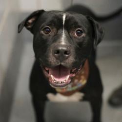 Shelter Stray Male Dog last seen Near BLOCK HWY 151, 4710 TX-151, San Antonio, TX 78227, USA