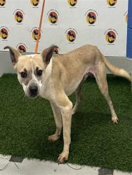 Shelter Stray Male Dog last seen WESLEY CHAPEL BLVD & SR 54, 19640 Dogpatch Ln, Land O' Lakes, FL 34638, USA