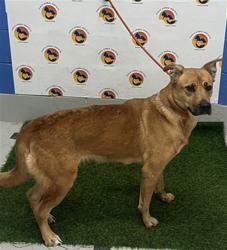 Shelter Stray Female Dog last seen DAWN LN/TAMMY LN, 19640 Dogpatch Ln, Land O' Lakes, FL 34638, USA