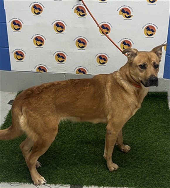 Shelter Stray Female Dog last seen DAWN LN/TAMMY LN, 19640 Dogpatch Ln, Land O' Lakes, FL 34638, USA
