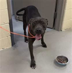 Shelter Stray Male Dog last seen , 232 Eslinger Way, Sanford, FL 32773, USA