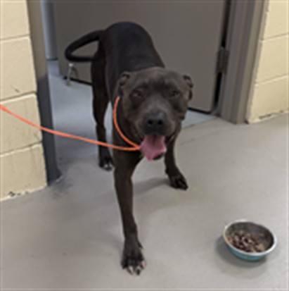 Shelter Stray Male Dog last seen , 232 Eslinger Way, Sanford, FL 32773, USA