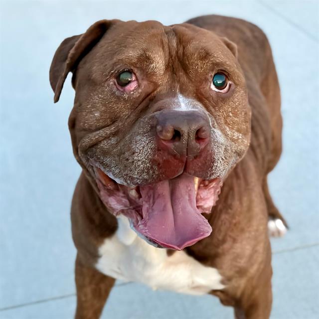 Shelter Stray Male Dog last seen Near, 5001 E Raymond St, Indianapolis, IN 46203, USA