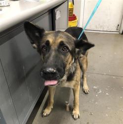 Shelter Stray Female Dog last seen Near BLOCK N BLACKSTONE AVE, FRESNO CA 93710, 5277 E Airways Blvd, Fresno, CA 93727, USA